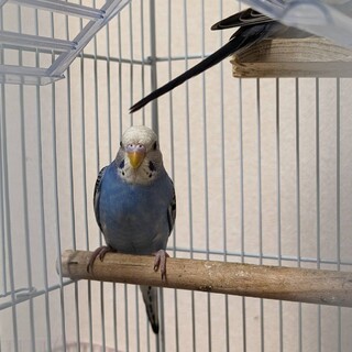 女の子のポムちゃんです