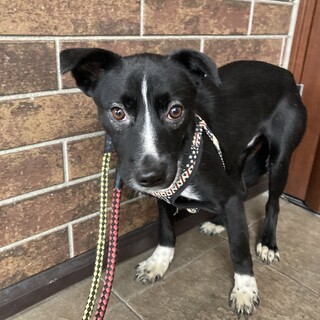 保健所からレスキュー！　元気いっぱいツバキ君！