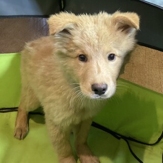 保健所からレスキュー！　フワモコ兄弟シーバ君！