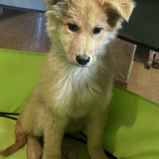 保健所からレスキュー！　フワモコ兄弟ヒノキ君！