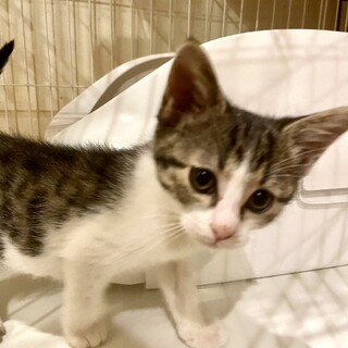 愛らしいめいぽめろちゃん