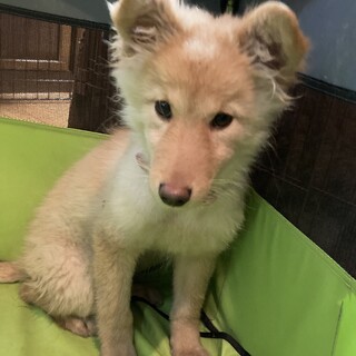 保健所からレスキュー！　フワモコ姉妹　リラちゃん！