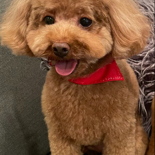 【里親決定】7歳男の子☆トイプードル ①