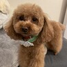 【里親決定】7歳男の子☆トイプードル ① サムネイル4