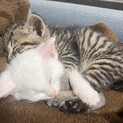 生後２ヶ月くらい子猫
