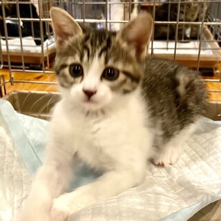 甘えん坊のあまくさちゃん