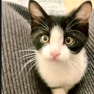 遊びが大好きこんたくん