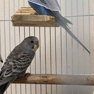 雄のカイちゃん