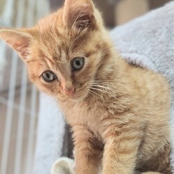 in日進市☆新春初猫！保護猫をオウチに迎えよう☆2025年1月4日（日）～ちーむ にゃいんず