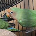 ヤエザクラインコの抹茶です