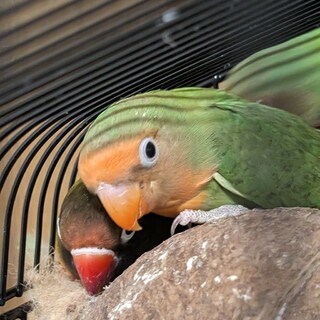 ヤエザクラインコのチビ