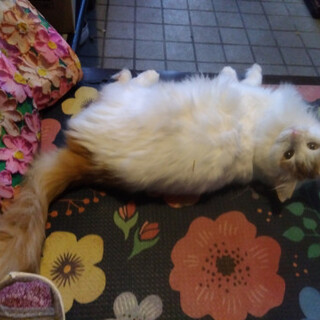 白茶の毛長女の子