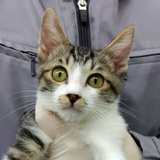 可愛いキジ白子猫のノルくん