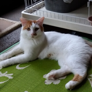 茶白毛長の男の子