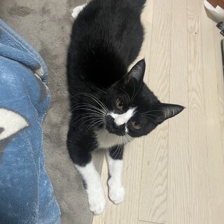 白黒うさぎ尻尾　男の子