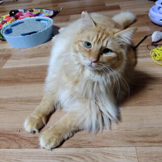 甘えん坊のおデブな毛長茶トラ君