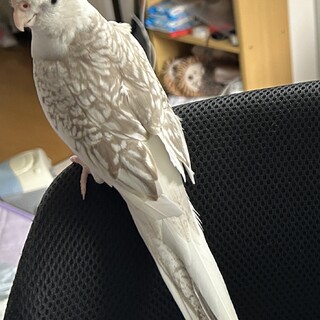 ホワイトフェイスオカメインコの里親募集です