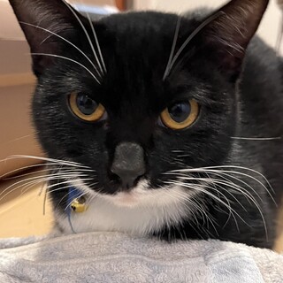 飼ってくれる方いませんか