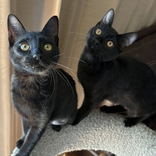 【2/23芝浦】元気いっぱいな黒猫ペア