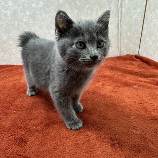 乳母が育てた！慣れ慣れ３兄妹2か月❤タイガー