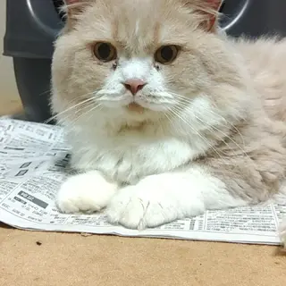 甘えん坊だけど甘えベタMIXの♂