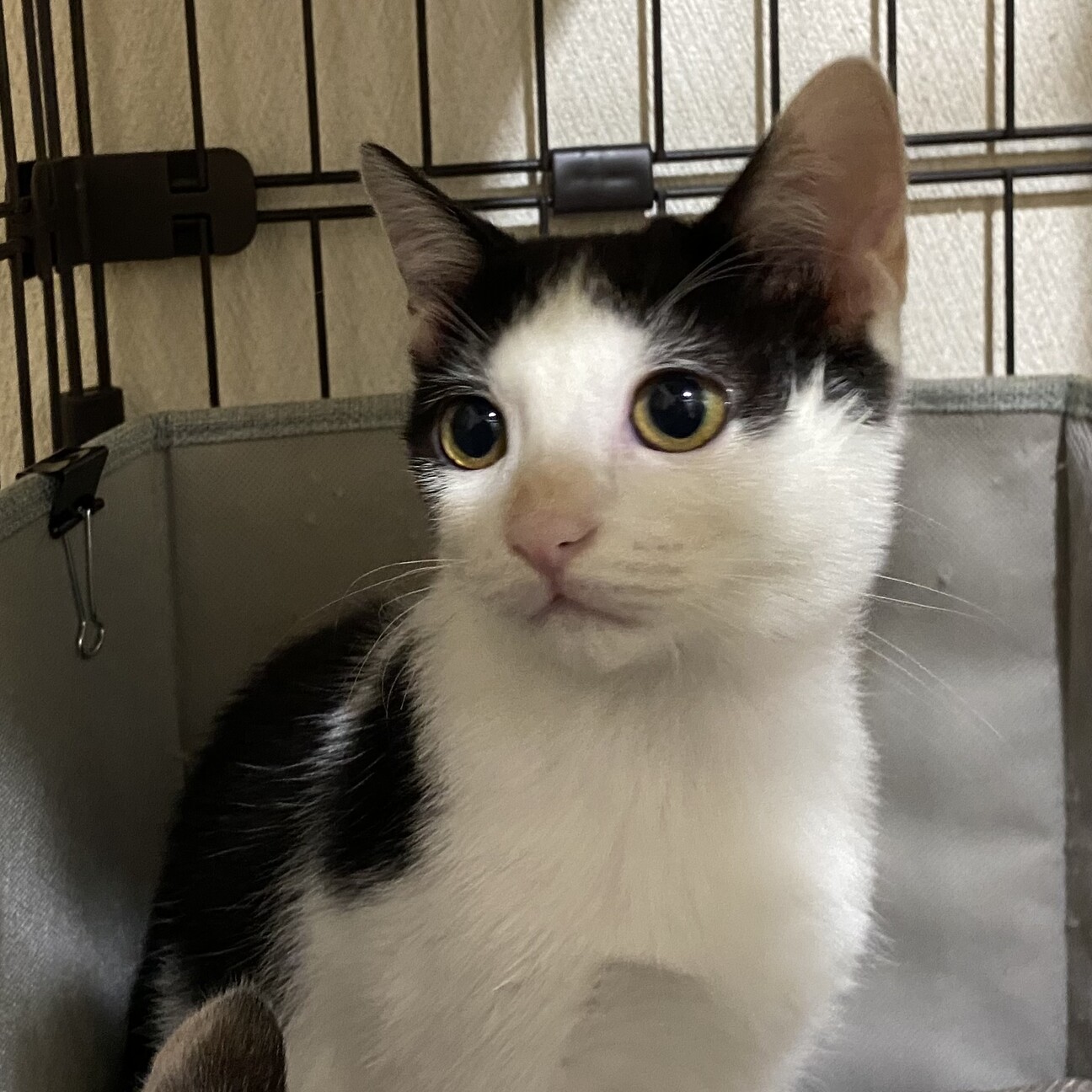 急募！5か月メスの私はフ」宮城県 - 猫の里親募集(508363