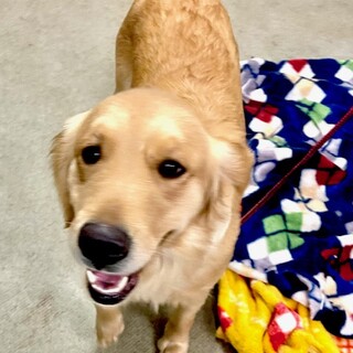 24-W247 小ぶりなゴールデン姫♪