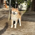 2024年7月生まれの大人しく賢い女の子です。