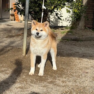 2024年7月生まれの大人しく賢い女の子です。