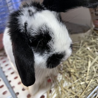 2歳ロップイヤー