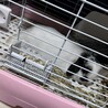 2歳ロップイヤー サムネイル2