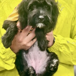 24-W281　ヨープーの仔犬ちゃん♪