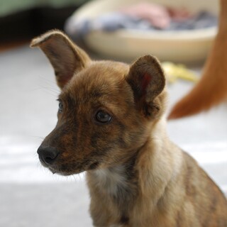 琉球犬MIX赤虎女子茶々もうすぐ3カ月齢