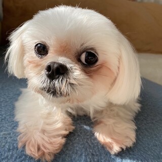 愛嬌たっぷり！くりくりお目々がたまらなく可愛い♡