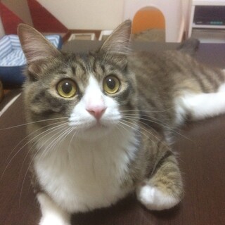 少し怖がりな男の子です