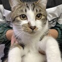 子猫　③キジ白　男の子