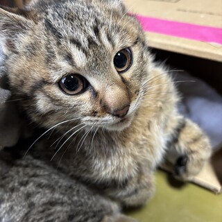 キジトラ子猫の里親さん募集です