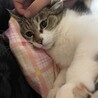 にゃーーーす