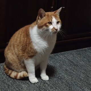 茶色のオス猫です