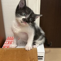 第３５回大口猫の会譲渡会