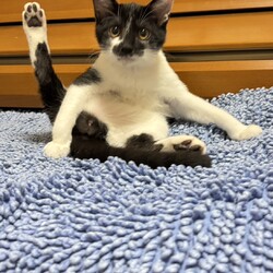 第３５回大口猫の会譲渡会 サムネイル2