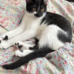 第３５回大口猫の会譲渡会 サムネイル3