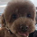 検討中のため募集停止  トイプードルのカヌレちゃん