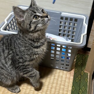 モグ、モコちゃんのずっとのお家を探しています。