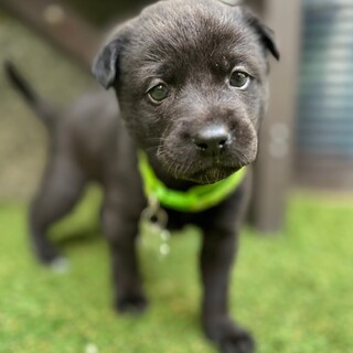 子犬ちゃん約1ヶ月女のコ　春ちゃん