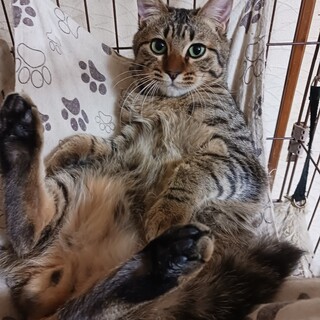 ひげ袋がキュート★初めて飼う方やお子さんもOK