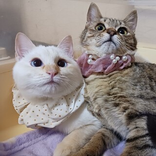 過酷な環境を頑張って生き延びました。姉妹ペア