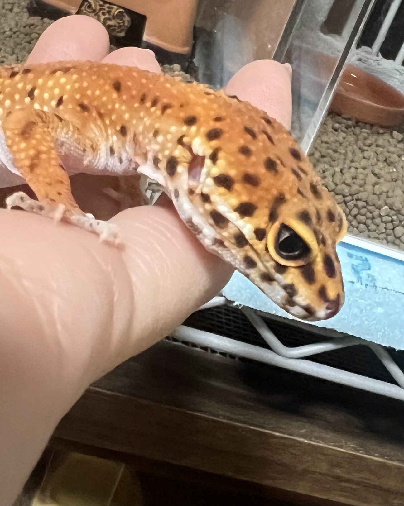 ニホントカゲ＋ヒョウモン」静岡県 - 爬虫類・他の里親募集(508193