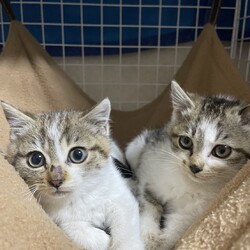 保護猫の譲渡会in小牧 サムネイル2