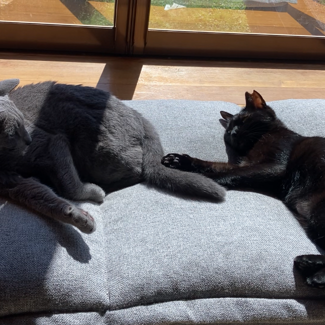 小さな野良猫のシェルターのカバー写真